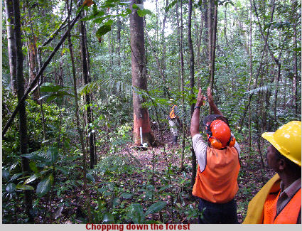 Chopping down the rainforest